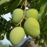 i-african-mango.jpg